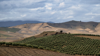The rolling hills of Andalusia, southern Spain, with white Fincas dotted amoungst the olive groves