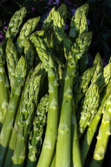 Obraz premium grüner Spargel, Grünspargel Rezepte, Spargelzeit