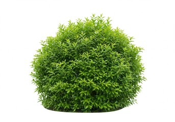 Isolated green bush with dense leaves on a white background, perfect for landscaping and design projects