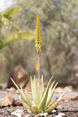 yellow flower in the garden