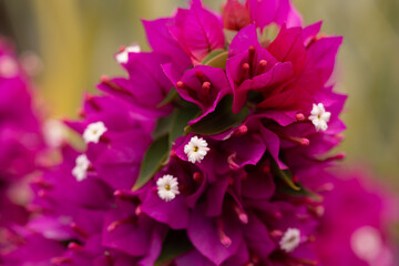 pink hydrangea flower