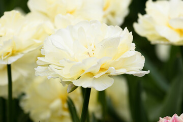 Obraz premium Spring Concept, Blooming White Blooming Tulipa 