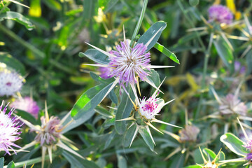 Centaurea iberica, commonly known as Iberian knapweed or Iberian star-thistle, is a herbaceous plant in the Asteraceae family, Close-up of iberian star thistle flowers, Flower of the Escobera