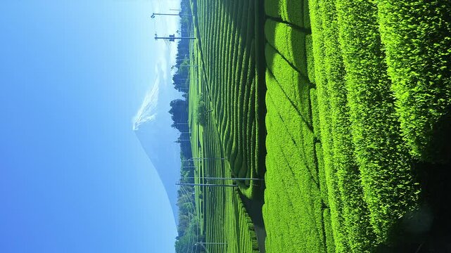 静岡県富士市にある天間の茶畑と富士山,縦動画
