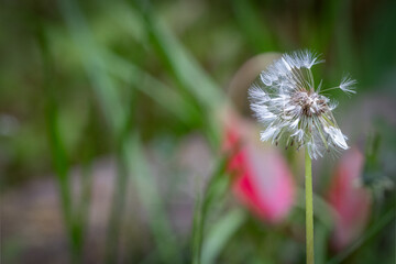 Close-up of dandelion seed head, delicate dispersing seeds, soft-focus nature background