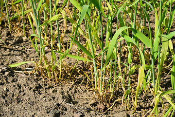 Grain field in spring, the grain dries up, drought