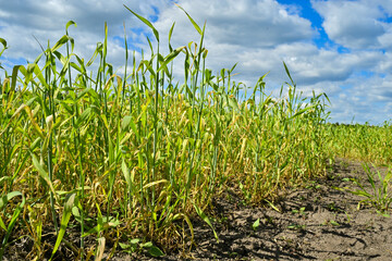 Grain field in spring, the grain dries up, drought