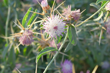 Centaurea iberica, commonly known as Iberian knapweed or Iberian star-thistle, is a herbaceous plant in the Asteraceae family, Close-up of iberian star thistle flowers, Flower of the Escobera