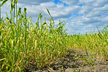 Grain field in spring, the grain dries up, drought