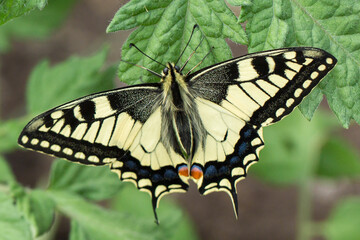 A swallowtail butterfly with its wings fully spread, sitting on a green leaf. The butterfly's wings have a distinctive pattern of yellow and black stripes 