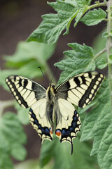 A swallowtail butterfly with its wings fully spread, sitting on a green stem. The butterfly's wings have a distinctive pattern of creamy yellow and black stripes 
