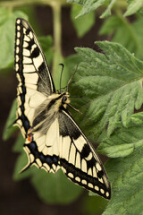 A swallowtail butterfly perched on a plant. The butterfly is turned sideways to the camera, showing details of its hairy body with black and yellow stripes, long black antennae