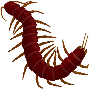 red centipede crawling on white clip art preview