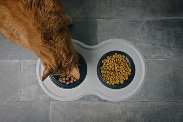 Overhead view of a ginger cat eat wet pet food next to food bowl with dry food. Healthy Cat food concept