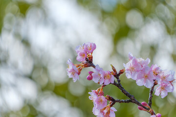 満開の桜が春の陽光に輝く