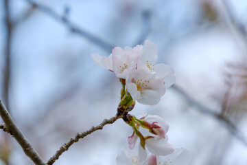 柔らかな光に包まれる桜の花