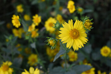 Golden Crownbeard (Also called Golden Crownbeard, Copen Daisy, golden crown beard) in the nature, Golden Crownbeard Flower closeup,Beautiful yellow flower closseup in nature Chakwal, Punjab, Pakistan