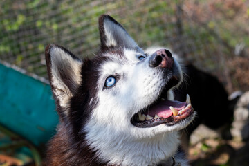 husky dog portrait