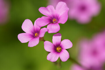 春の花壇に咲くサクラソウのピンクの花