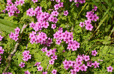 春の花壇に咲くサクラソウのピンクの花