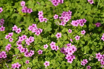 春の花壇に咲くサクラソウのピンクの花