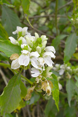 A green Plant of Justicia adhatoda vasica or malabar nut plant in selective focus and background blur, the white Justicia adhatoda blossom in spring, Chakwal, Punjab, Pakistan