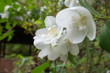 初夏に咲くバイカウツギの白い花
