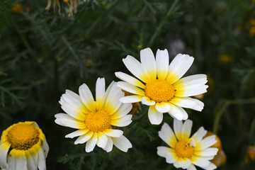 White Yellow Crown Daisy, Close-up of a white and yellow crown daisy flower, blooming in nature,...