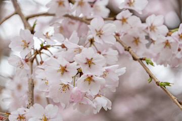 満開の桜の花房