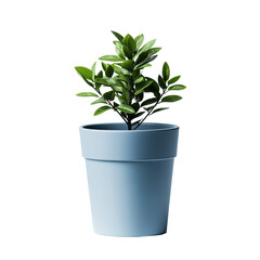 Obraz premium Light blue pot with vibrant plant
