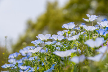 青空の下で咲くネモフィラの群生
