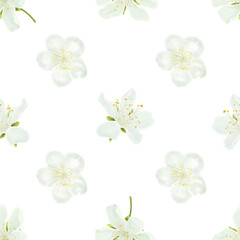 White flowers with delicate petals and yellow stamens, seamless pattern. Digital watercolor illustration. Japanese sakura and cherry blossom twigs and apple twigs isolated on a white background.