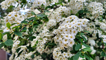 Vanhouttei spirea plant (Spiraea vanhouttei)