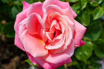 朝日に輝くピンクのバラの花