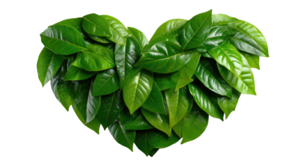 Eco-Love: A heart-shaped arrangement of vibrant green leaves symbolizes the interconnectedness of nature and love. A captivating display of organic beauty and environmental commitment.