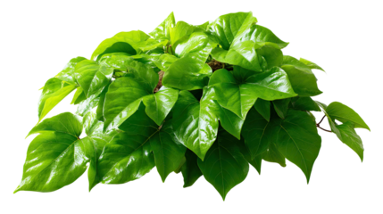 Lush Green Plant: A vibrant depiction of a verdant plant, showcasing its fresh, verdant leaves and conveying a sense of natural beauty and serenity.