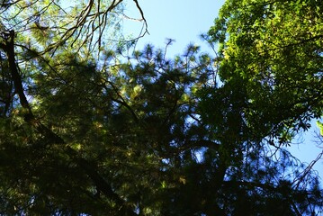 low angle of pine tree leaves, spruce in the forest