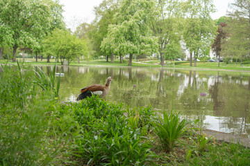 Goose by Pond in Lush Park Landscape