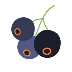 Black currant berries vector illustration