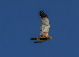 Marsh Harrier in flight against a clear sky