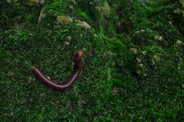 Millipedes on mossy rocks under a waterfall in a beautiful natural mountain.