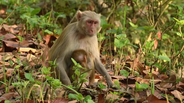 tender moment caring Mother nursing her playful baby closeup. Rhesus macaque or Macaca monkey and new born little baby eating plant leaf behavior in natural green background in forest safari of india