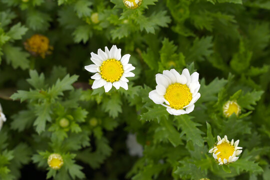 white Common daisy beautiful flowers with blur green background in garden, White beautiful daisies on a field in green grass, Oxeye daisy, Leucanthemum vulgare, Daisies, Dox-eye, Dog daisy in nature