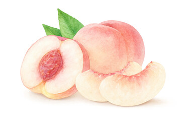 桃 イラスト 水彩 白桃 もも