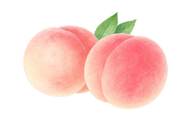 桃 イラスト 水彩 白桃 もも