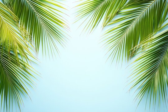 Fresh palm fronds on a light blue background