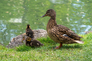 Female mallard duck (Anas platyrhynchos)  watching her ducklings on the bank of the pond