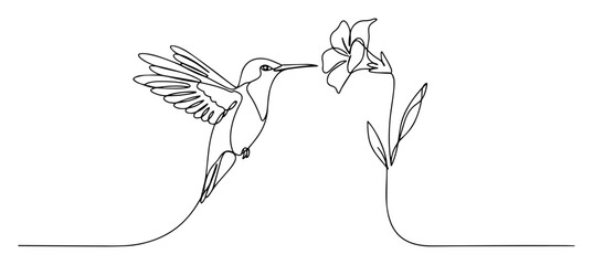 continuous line vector drawing of hummingbird drinking nectar from flower in minimalist style