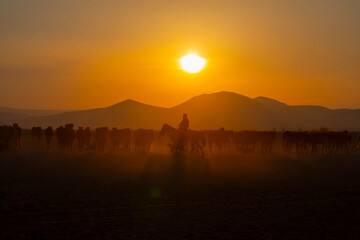 Kayseri wild horses and Mount Erciyes