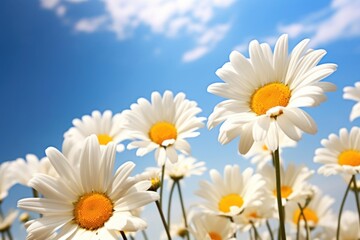Daisy flowers sky backgrounds outdoors.
